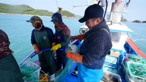 622. 5월엔 남도랑께 3부 갑오징어가 돌아왔다