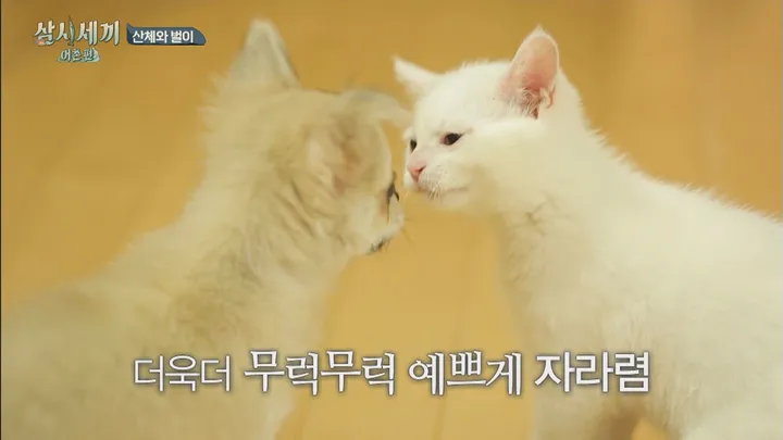 9. 삼시세끼 어촌편 마지막 이야기
