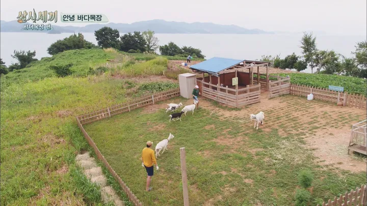 삼시세끼 바다목장 편 11화