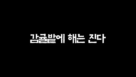 23화  감귤밭에 해는 진다