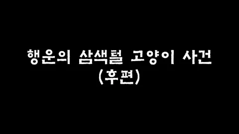 제7화 행운의삼색털고양이사건(후편)