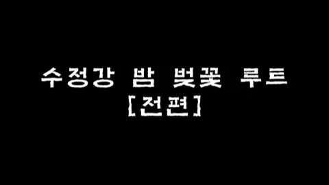 제16화 수정강 밤 벚꽃루트 [전편]