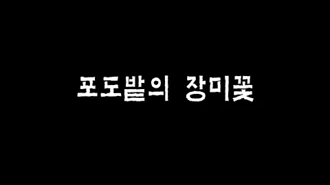 제19화 포도밭의 장미꽃