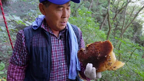 가을 산의 대물! 석청과 버섯