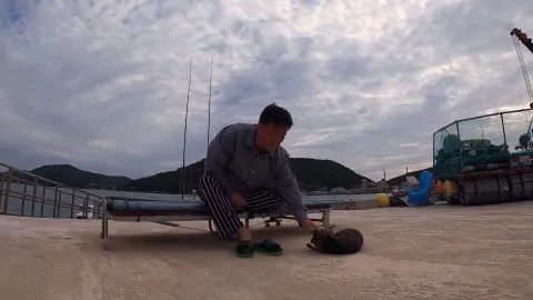 733. 나의 단짝 5부 섬마을 고양이 집사
