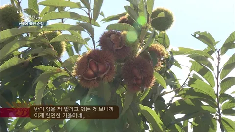 나는 자연인이다 315화