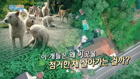 현장르포 특종세상 439화