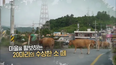 현장르포 특종세상 484화