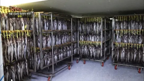 겨울 건강식, 말려야 제 맛! 명태와 소고기