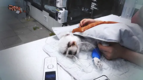 반려동물을 사수하라!-동물병원 응급실과 애견훈련소