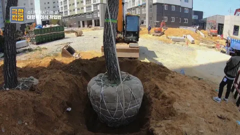 소나무 이사 가는 날, 대형목 이식 작업반