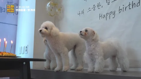 또 하나의 가족, 반려동물 펫케어