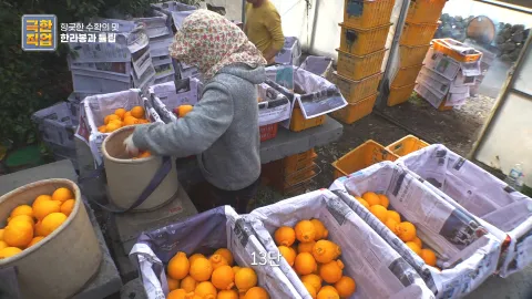향긋한 수확의 맛, 한라봉과 튤립