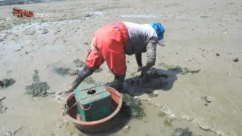 바다와 산의 귀한 보물- 갯벌 낙지와 산양삼