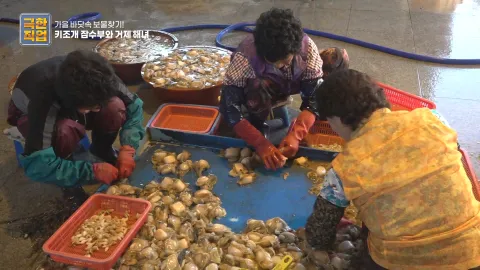 가을 바닷속 보물찾기! 키조개잠수부와 거제해녀