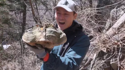 자연에서 찾은 보약! 석이버섯, 호장근, 백하수오