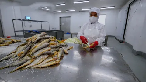 가을 바다 황금 조기잡이와 굴비 가공