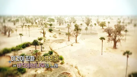 62. 이것이 진짜 서아프리카- 바오바브나무의 노래