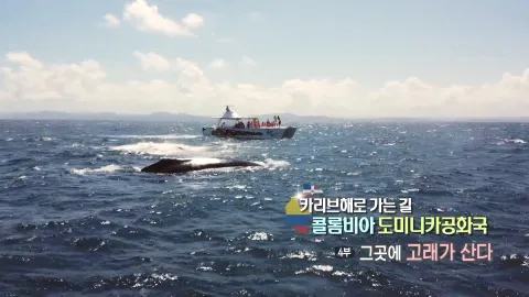 69. 카리브해로 가는 길,콜롬비아 도미니카공화국 4부 그곳에 고래가 산다
