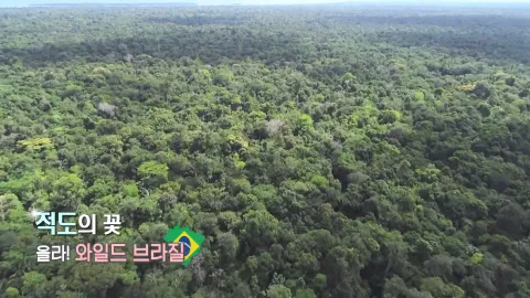 268. 적도의 꽃-올라! 와일드 브라질