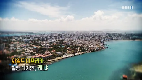 444. 와일드 아프리카-힐링 대자연, 케냐