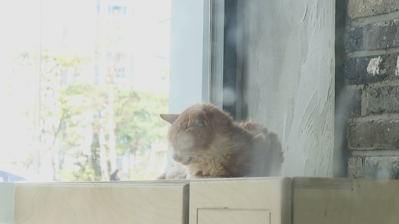 고양이에게 밥을 주지 마세요