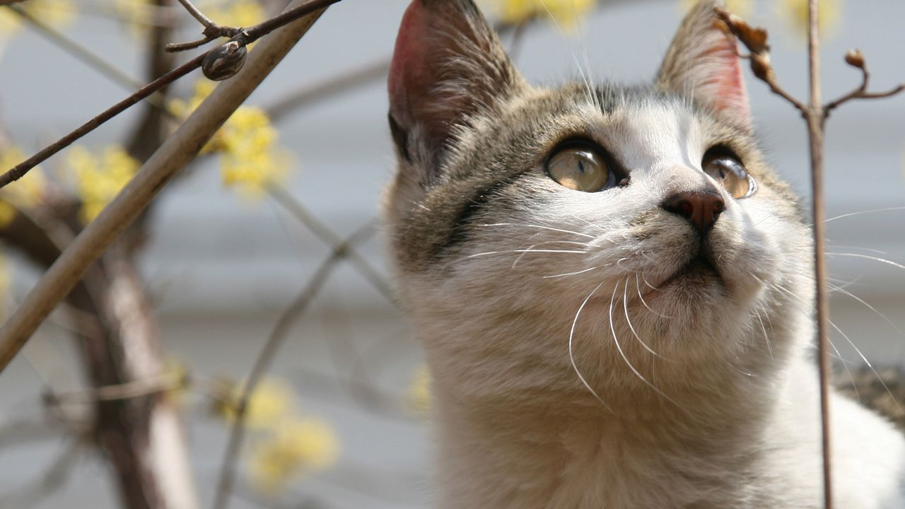 고양이 춤