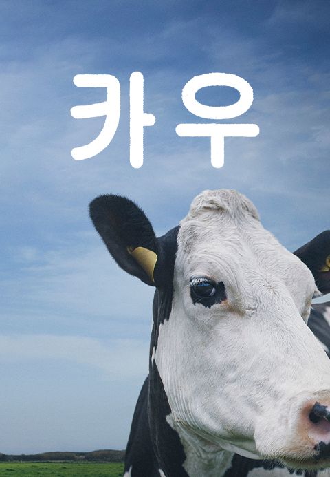 카우