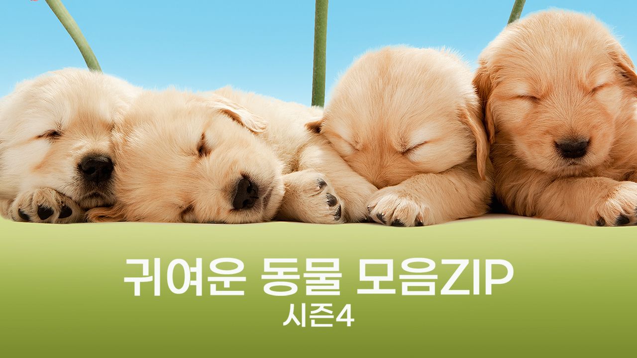귀여운 동물 모음ZIP 시즌4