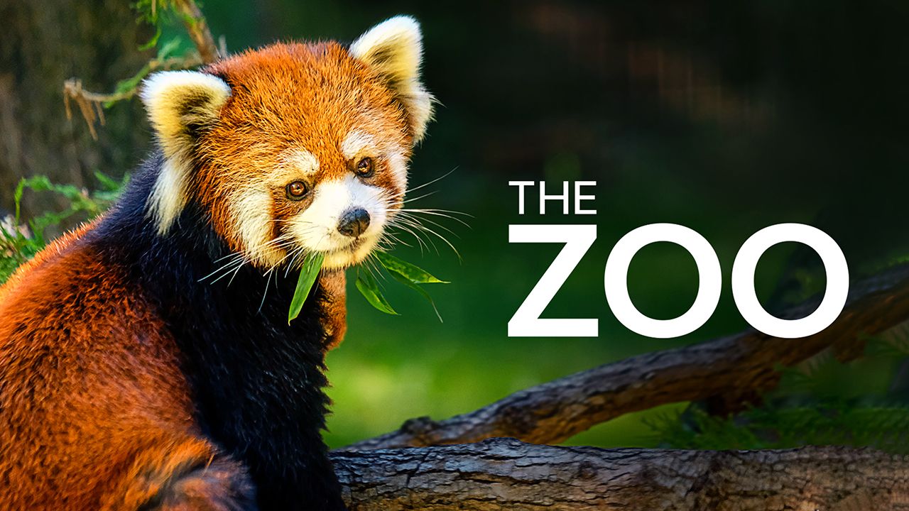 THE ZOO