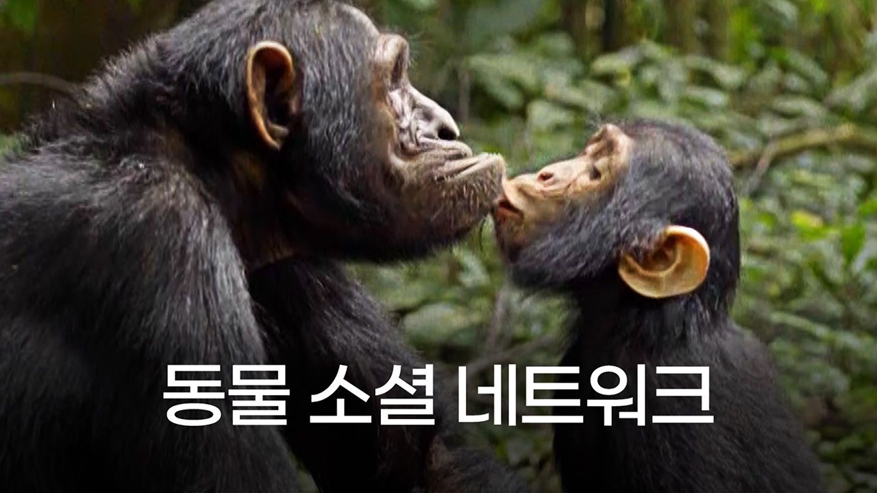 동물 소셜 네트워크