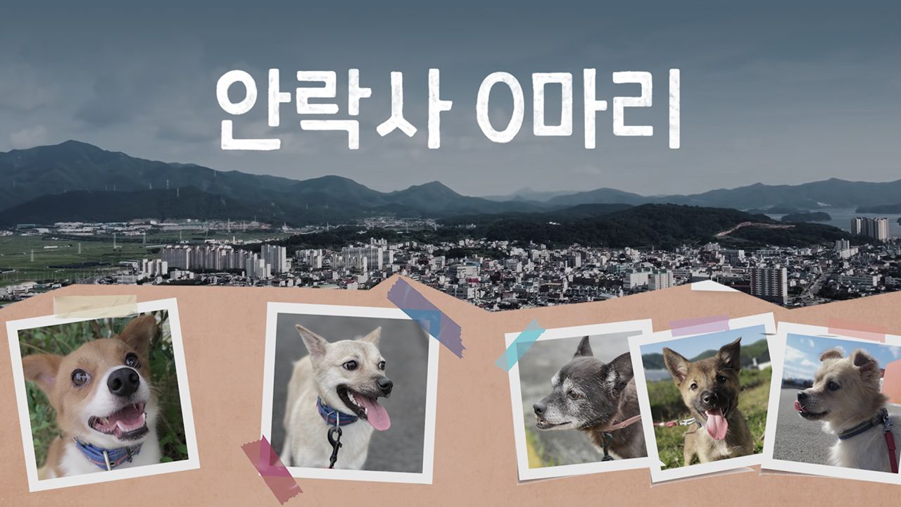 안락사 0마리