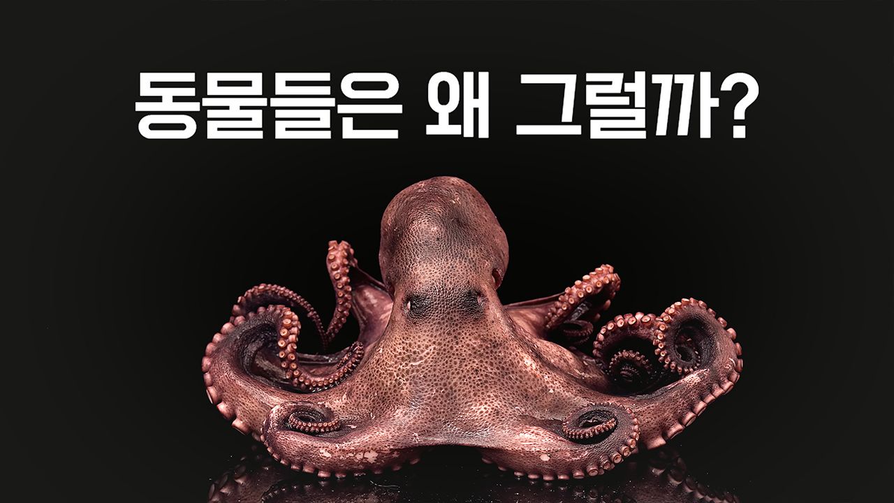 동물들은 왜 그럴까?