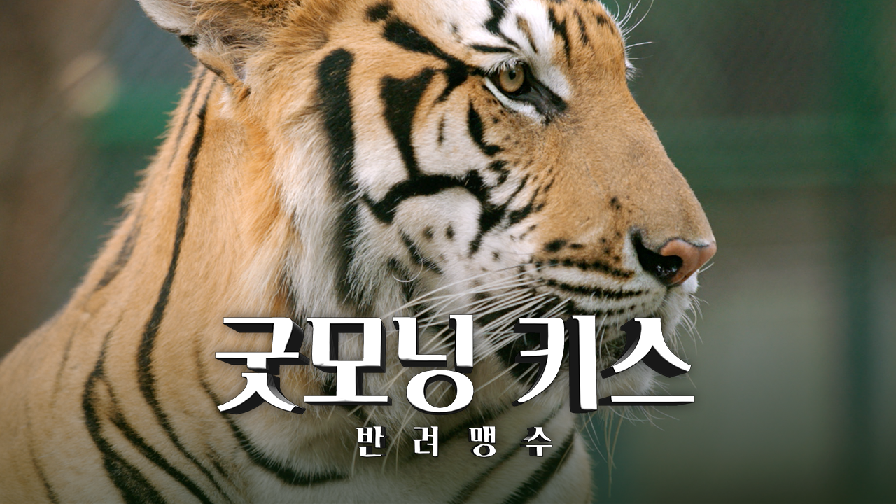 굿모닝 키스