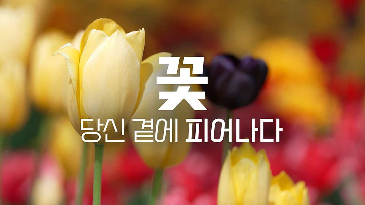 꽃, 당신 곁에 피어나다