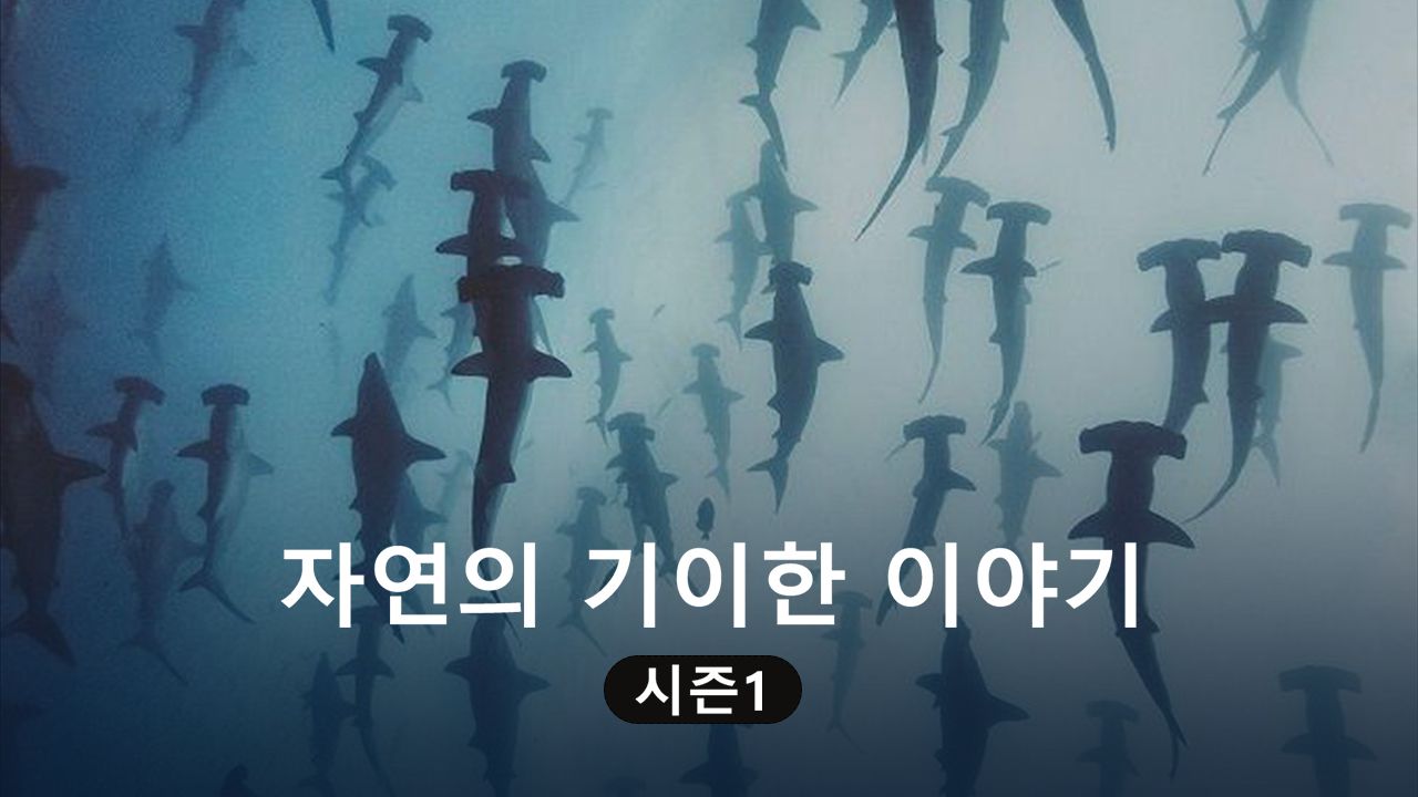 자연의 기이한 이야기