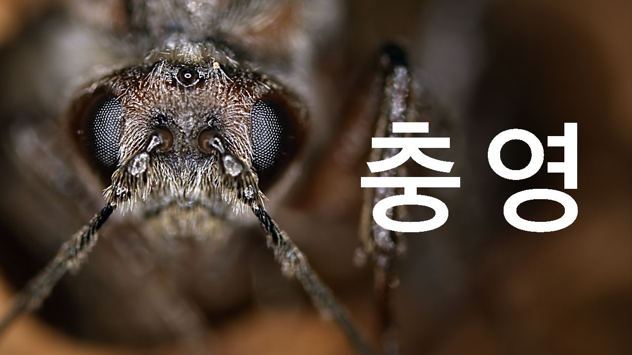 충영