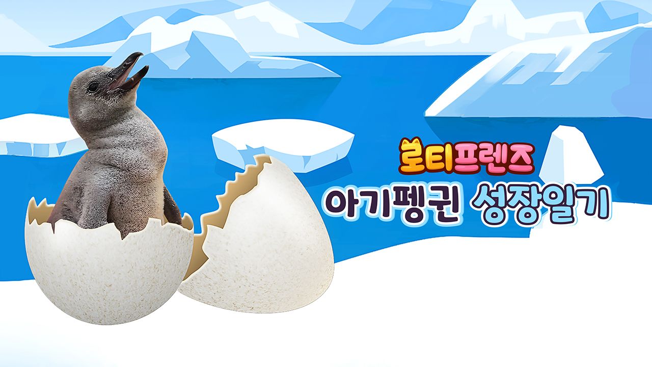 로티프렌즈 아기펭귄 성장일기