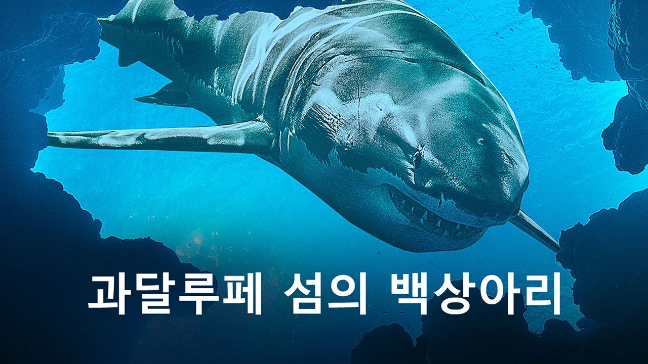 과달루페 섬의 백상아리