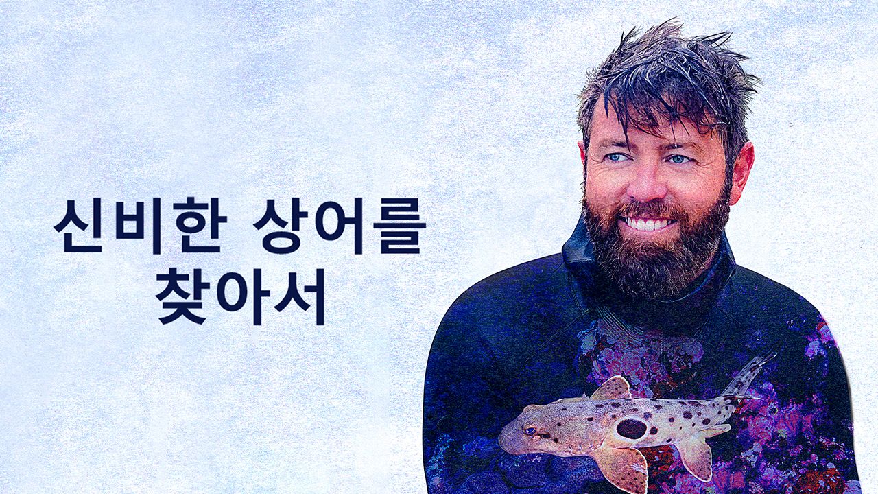 신비한 상어를 찾아서