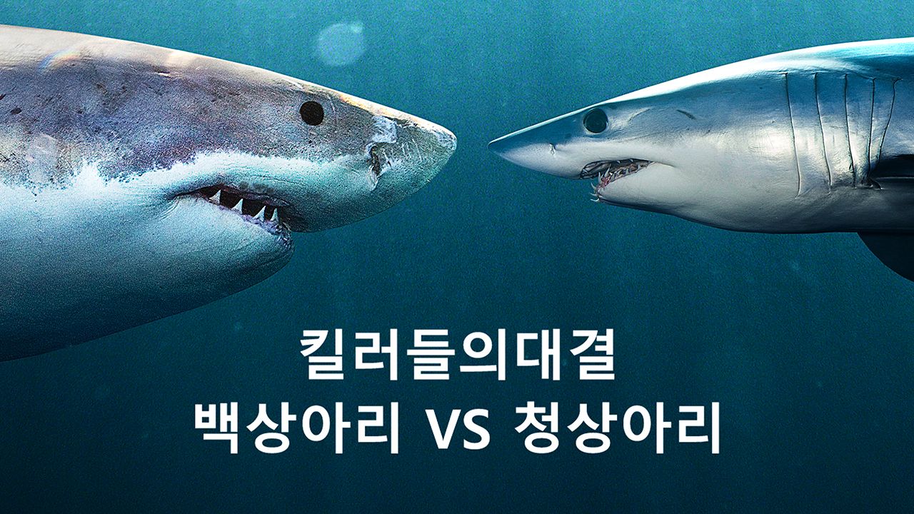 킬러들의 대결: 백상아리 vs 청상아리