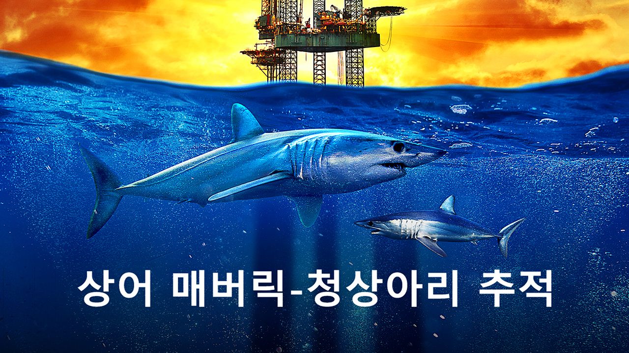 상어 매버릭-청상아리 추적