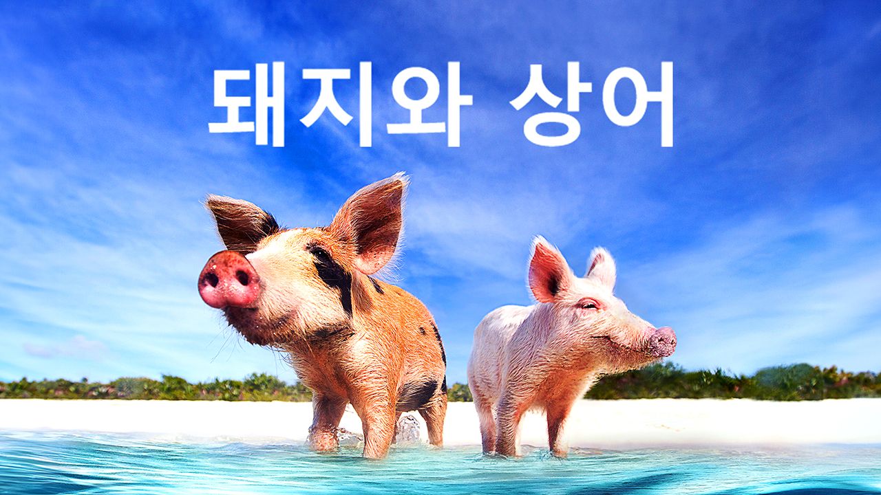 돼지와 상어