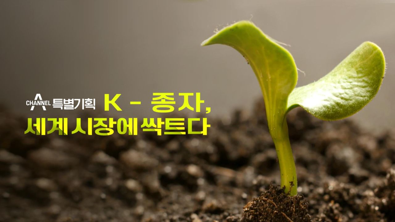 K-종자, 세계 시장에 싹트다