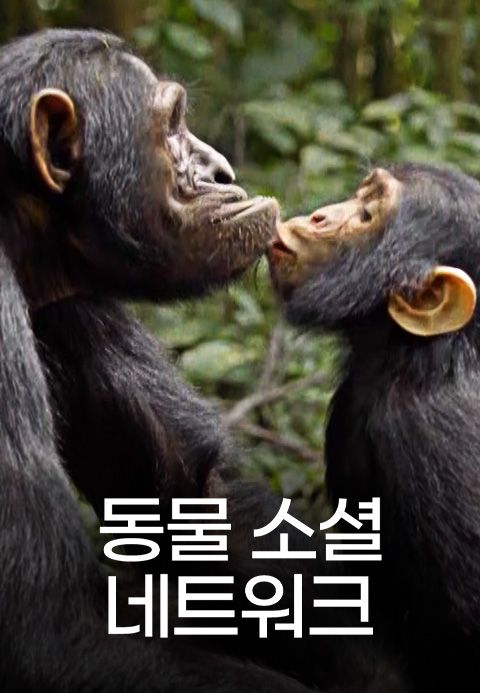 동물 소셜 네트워크