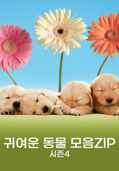 귀여운 동물 모음ZIP 시즌4