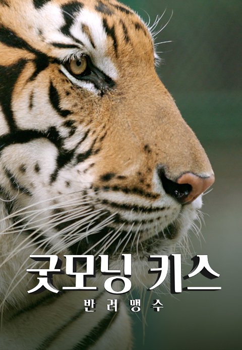 굿모닝 키스