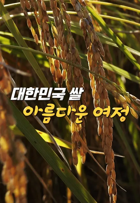 대한민국 쌀, 아름다운 여정 1화 | TVING