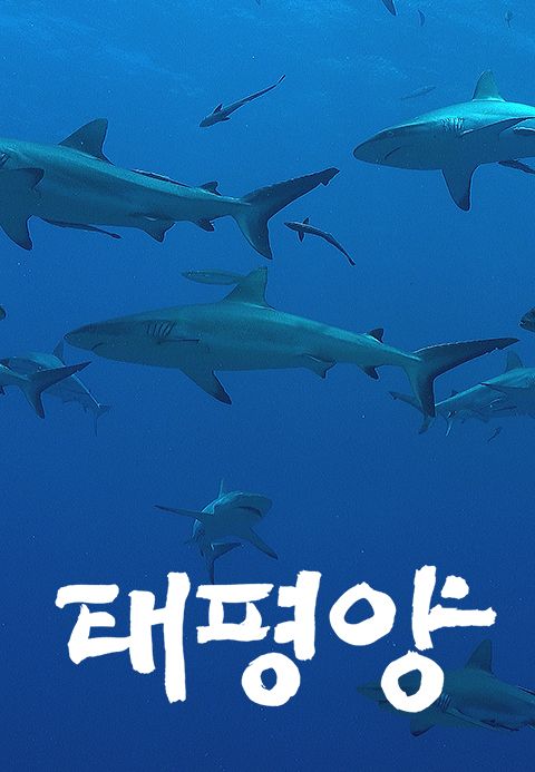 다큐프라임 - 태평양