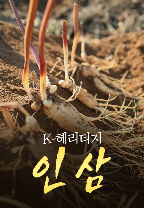특별기획 K-헤리티지 인삼